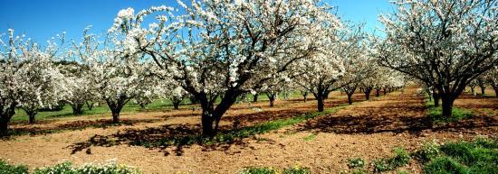 Cerisiers en fleurs dans la plaine du Luberon