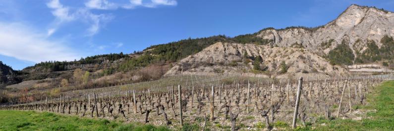 Les vignes d'Aurel au hameau de La Roche