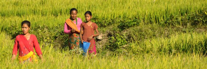 Paysannes aux champs dans les rizières de Lubughat