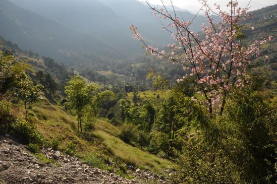 La campagne du piémont himalayen du côté de Doremba