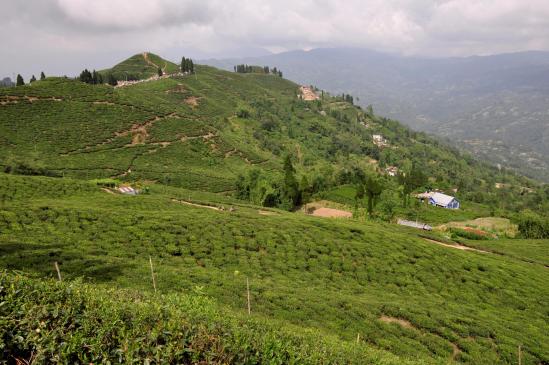 Les plantations de thé autour d'Ilam