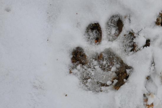 Empreintes de leopard des neiges