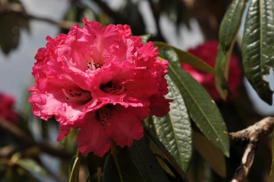 La fleur de rhododendron, emblême du printemps revenu...