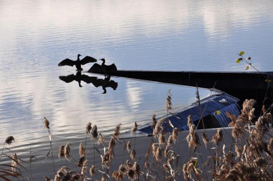 Cormorans se séchant les ailes sur le bord d'un des étangs du Maubuée