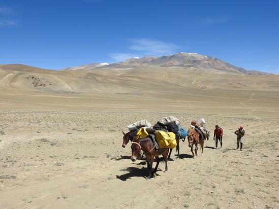 La caravane de mules dans l'ascension du Norbu La