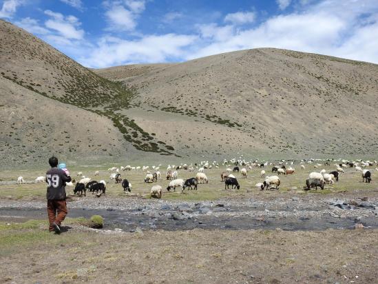 Un berger de Nyoma en estive avec son troupeau (et toute sa famille...) dans la vallée de la Changlung togpo
