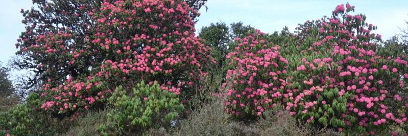 Rhododendrons sur la Kharpu danda