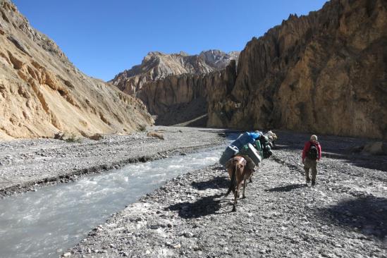 Convoi de mules dans la Chaka khola