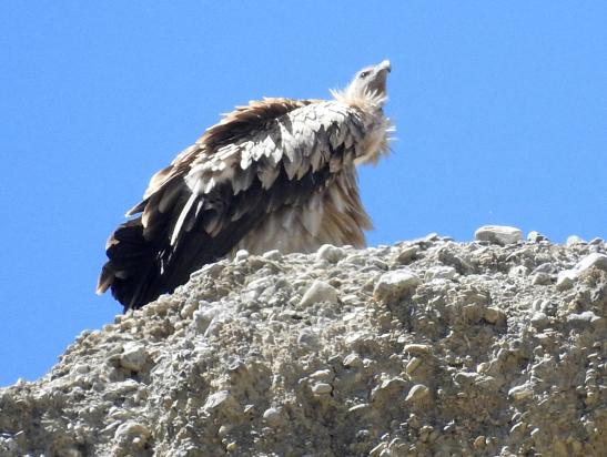 Entre Tashi Kabum et Luri gonpa, une aire de vautours-fauves