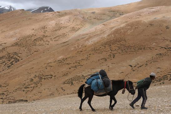 Ladakh2019 horseman en action