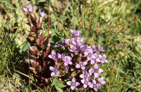 Sur les prairies de la crête des Gittes