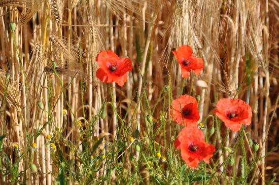 Coquelicots dans les champs