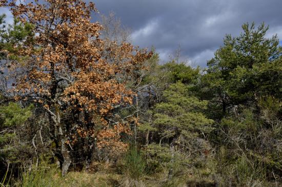 La clairière dans laquelle il faut tourner entre Pourcheton et la MF de Roury (le sentier démarre au pied de l'arbre rouge)