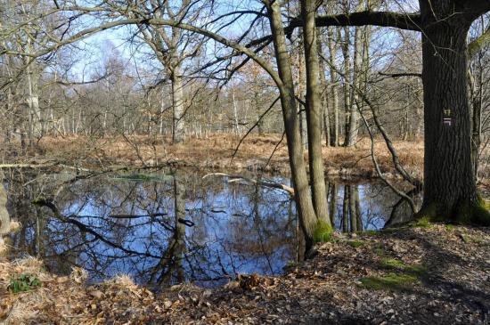 Une des nombreuses mares de la forêt Notre-Dame