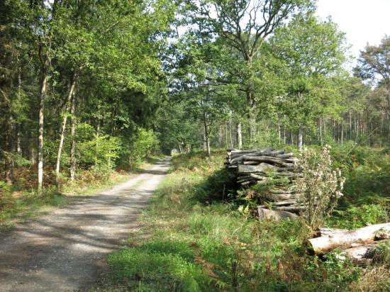 Une allée forestière dans le Bois du Roi