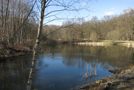 Les étangs de la forêt de Bondy