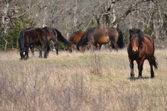 L'enclos des chevaux Barraquand, la race du Vercors