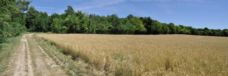 Les champs du côté de Thénizy