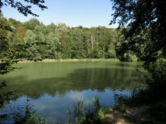 Les étangs de la forêt de Carnelle