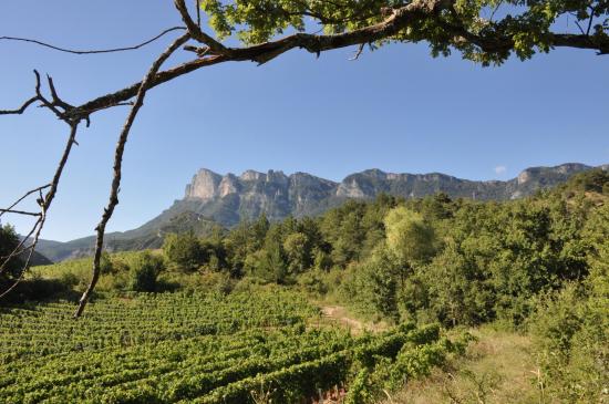 Sur le GR9 au milieu des vignes en direction des trois Becs