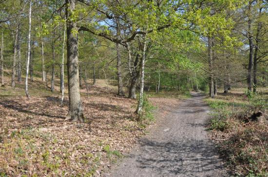 En forêt de Chantilly