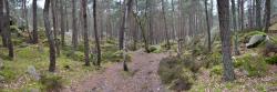 La forêt à proximité de Barbizon