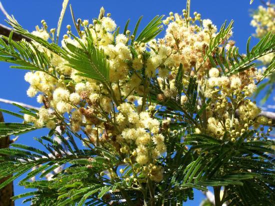 Mimosa péï du côté du Piton Bleu