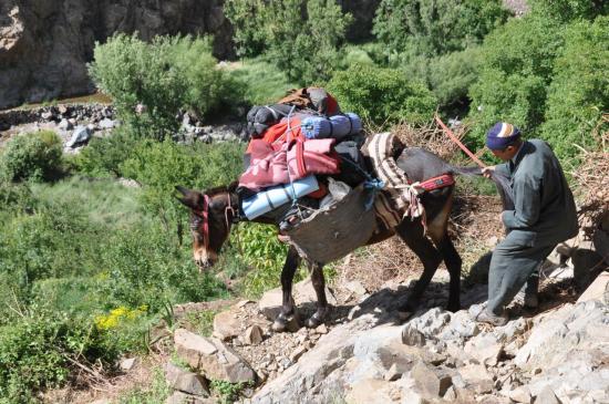 Hussein Zaim retenant sa mule dans la descente vers l'assif Ouanoukrim