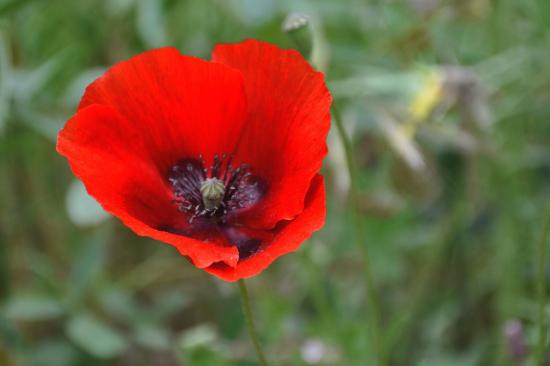 Coquelicot tout beau...