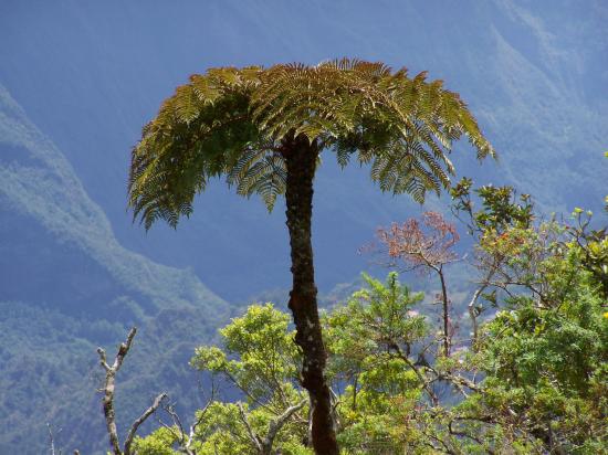 Fougère arborescente à Bord Mahot (Ile de la Réunion)