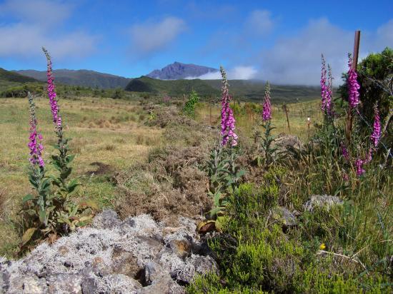 La Plaine des Cafres et le Piton des Neiges