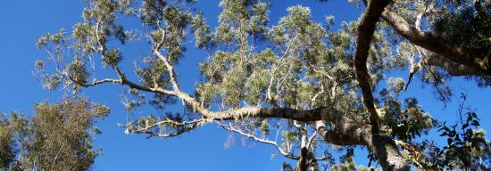 Les tamarins de la plaine d'Affouches