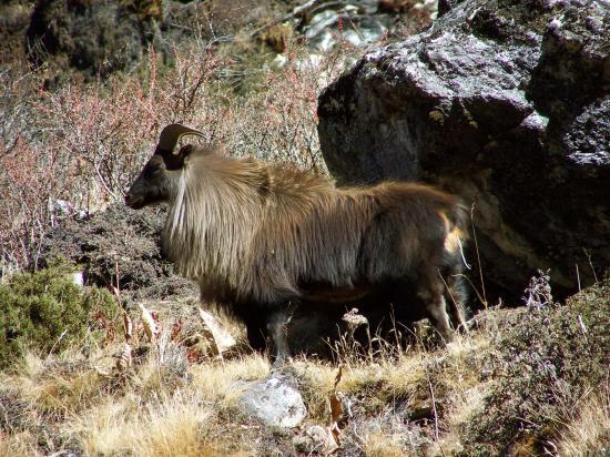 Thar de l'Himalaya