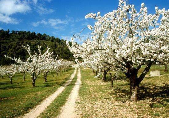 Cerisiers en fleurs