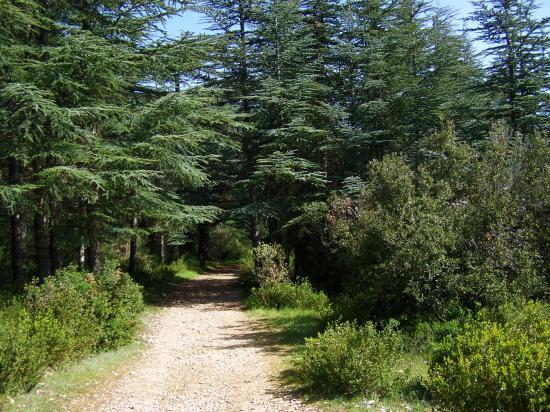 La forêt des cèdres sur le Petit Luberon