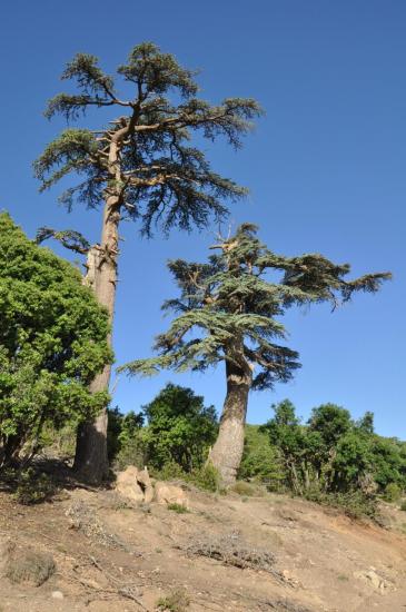 Forêt de cèdres entre Jaffar et Ait Ouchem