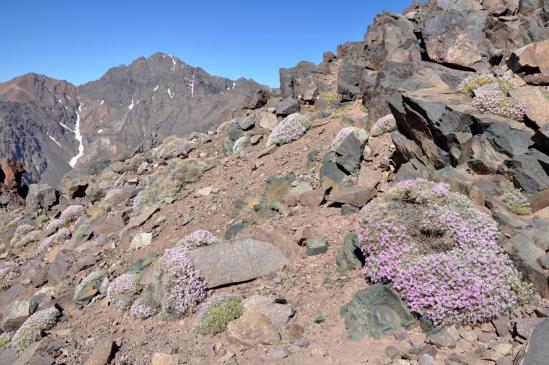 Du belvédère à mi-pente, vue sur le Toubkal