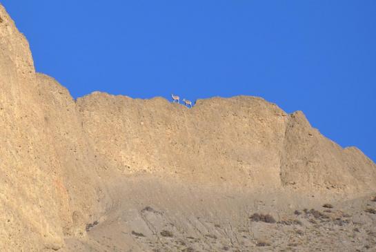 Bharals sur la crête au-dessus de Dhakmar