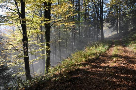 La forêt d'automne entre les cols du Calvaire et du Bonhomme