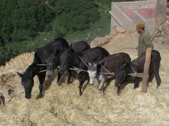 Dans le village de Tissaldai