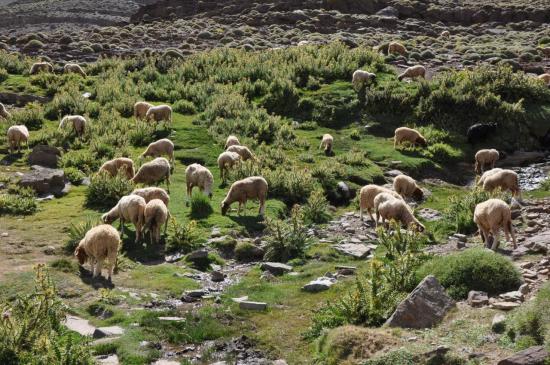 Dans la montée au tizi n'Tighboula