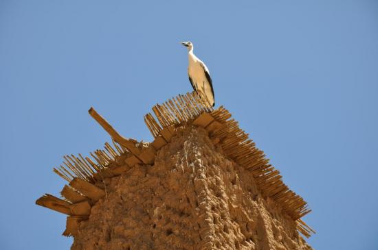 Bibi la cigogne nous accueille à Bou Taghar