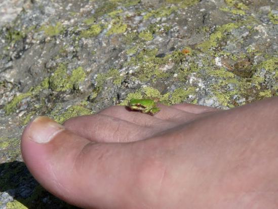 Reinette au lac de Nino en Corse