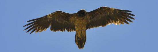 Un aigle au-dessus du Tarti La (Ladakh)