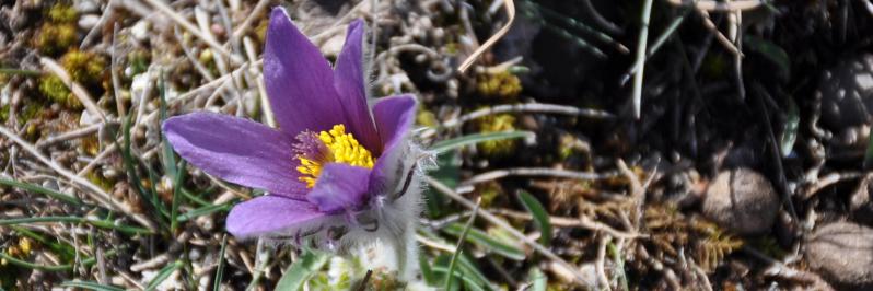 Anémone pulsatille sur la montagne de Beaufayn