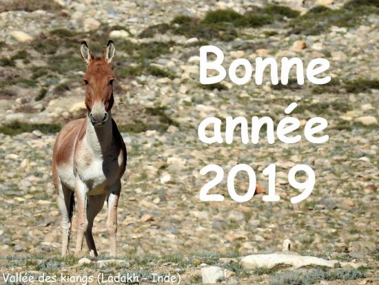 Bonne annee 2019