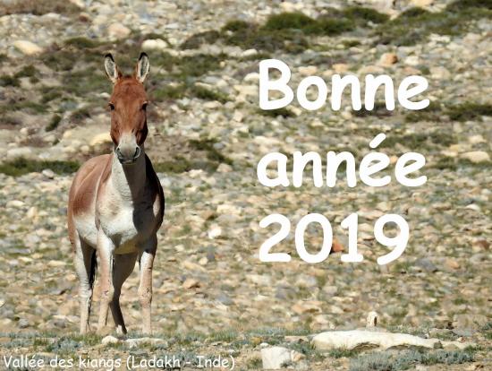 Bonne annee 2019