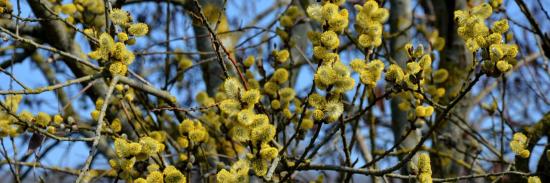 C'est le printemps !