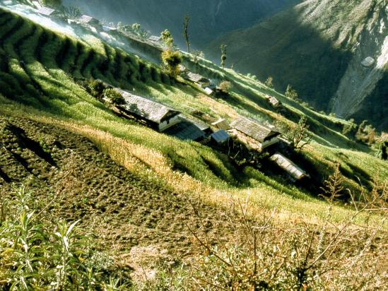 Les terrasses de Chomrong