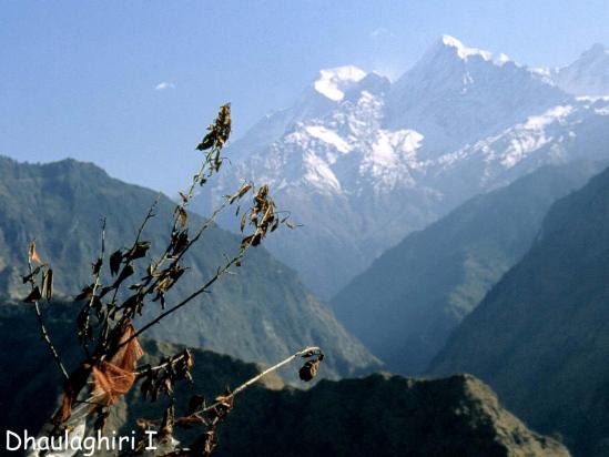 Le Dhaulagiri I vu depuis l'entrée de la vallée qui conduit à Boghara